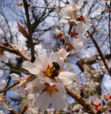 Pollen de la fleur